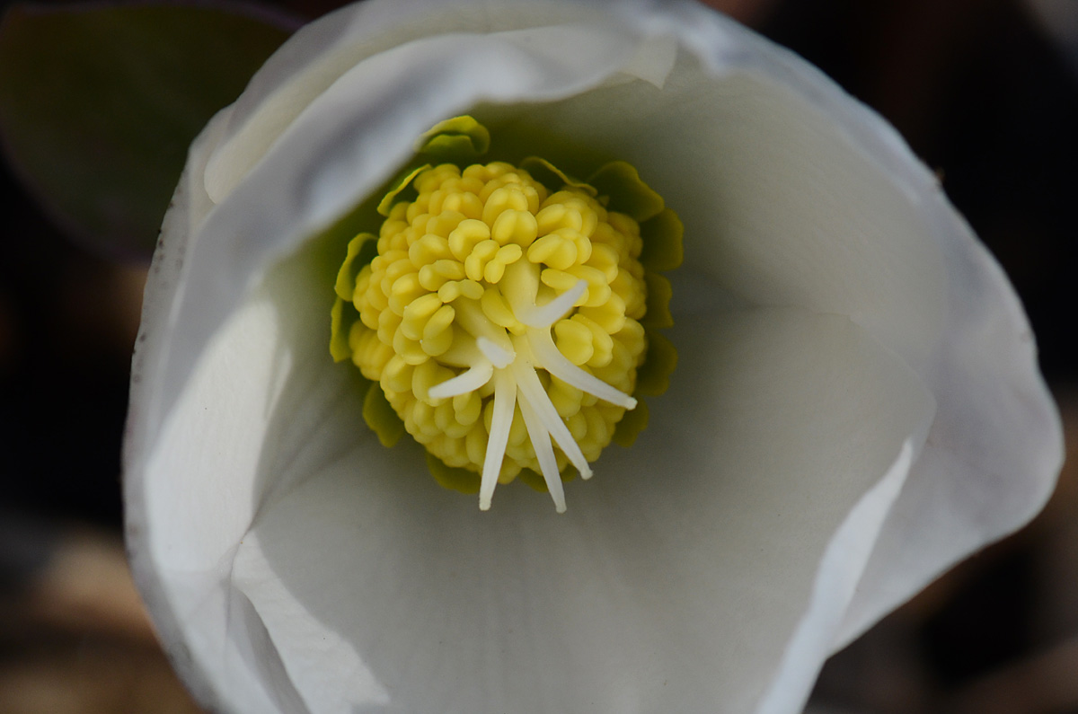 Helleborus niger / Rosa di Natale